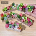 Random One Dollhouse Miniature Succulent Wooden Trough Green Plant Pot Model Micro Landscape Decor Ornaments Pretend Play Toys Oasis Select Default Title