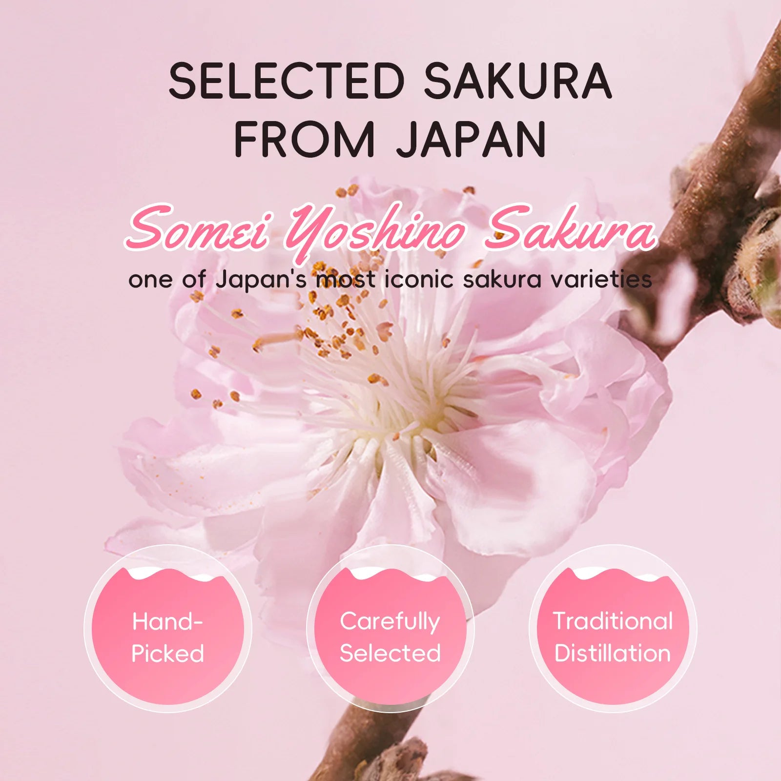 Japanese Sakura Hydrosol Facial Toner 100ml Hydrating Brightening Soothing Face Mist For Uneven Dull Skin Pore Minimizing Oasis Select