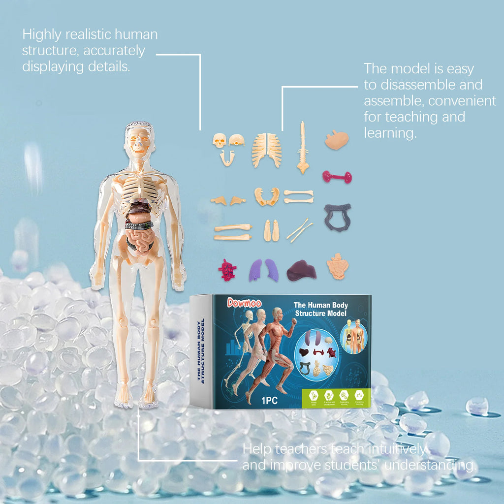 3D Human Body Model Anatomy Model Detachable Human Body Toy Stem Educational Toy Human Anatomy Model Body Structure Model Oasis Select