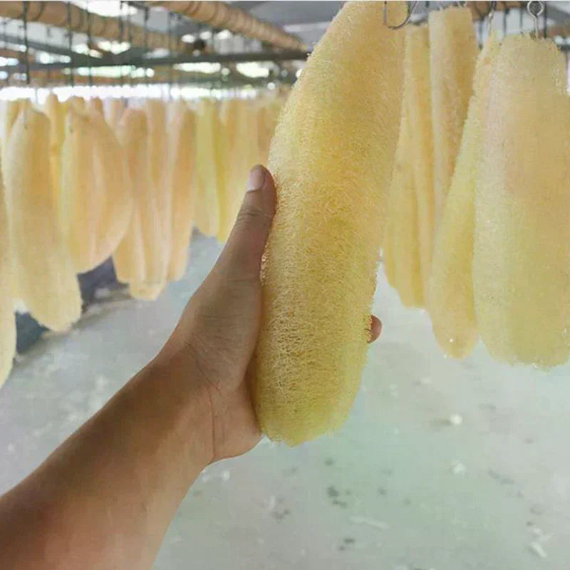 Full Loofah Natural Exfoliating Biodegradable Loofah Sponge Cellulose Natural Shower Sponge Scrubber For Kitchen Bathroom Oasis Select