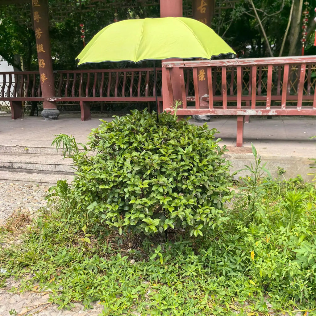 Plant Shade Umbrella Waterproof Garden Umbrella for Outdoor Courtyard Beds Backyard Parasol Plants Sun Protection cover Oasis Select