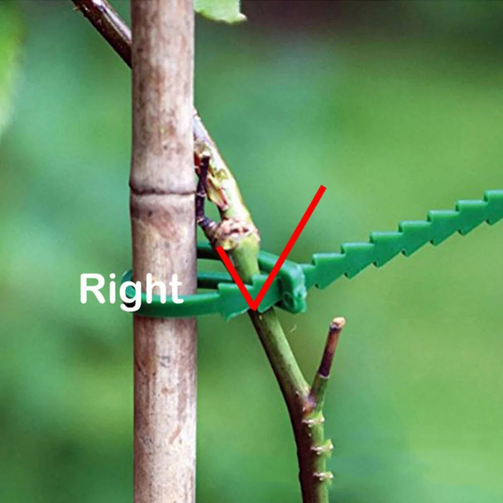 50pcs Adjustable Plastic Plant Cable Ties Reusable Cable Ties for Garden Tree Climbing Support Plant Vine Tomato Stem Clip Oasis Select