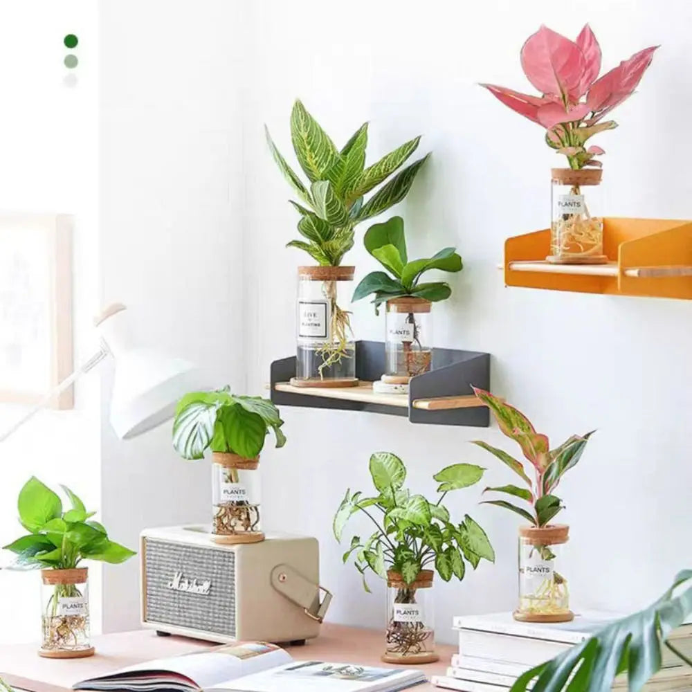 Creative Home Glass Vase Mini Transparent Hydroponic Flower Pot Potted Soilless Green Plant Terrarium Garden Decoration Oasis Select