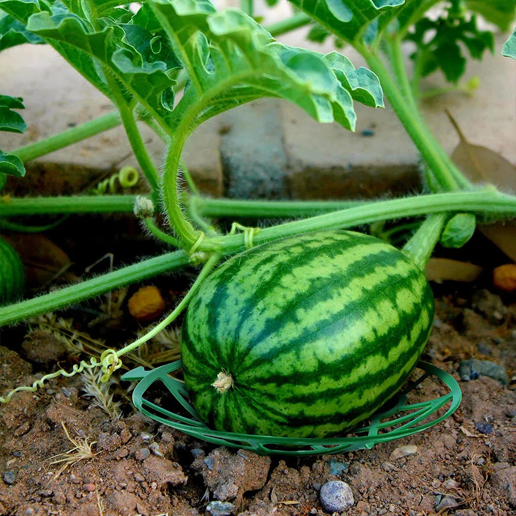 10-Pack Melon Cradle Fruit Support Trays – Pumpkin & Garden