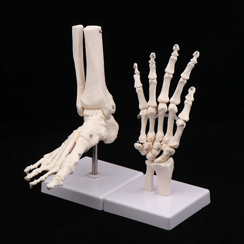 Anatomical Hand And Foot Skeleton Model Showing Ulna And Radius Portray Natural Movement Of Human Hand Foot Oasis Select