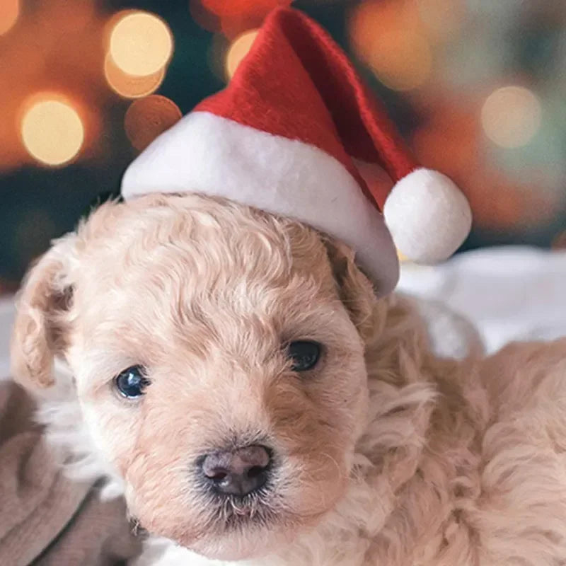 50PCS Christmas Pet Dog Cat Santa Hat Cosplay Hats Pet Costume Ornaments Christmas Party Pet Supplies Christmas Decorations Oasis Select