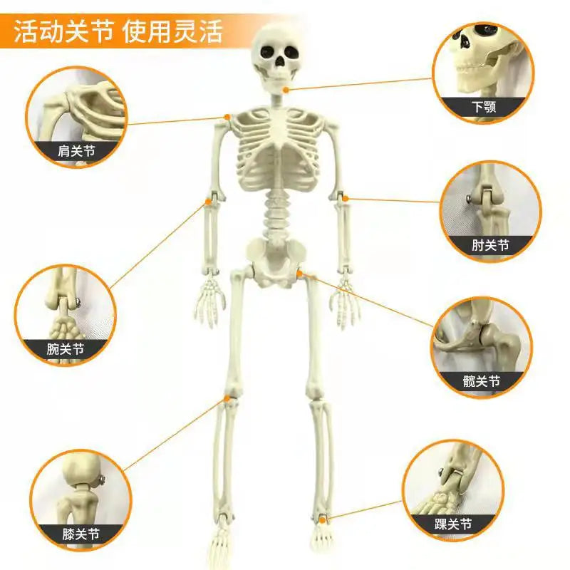 Halloween Skeleton 60cm Artificial Human Body Plastic Skeleton Decoration Haunted House Holiday Scene Layout Props Oasis Select