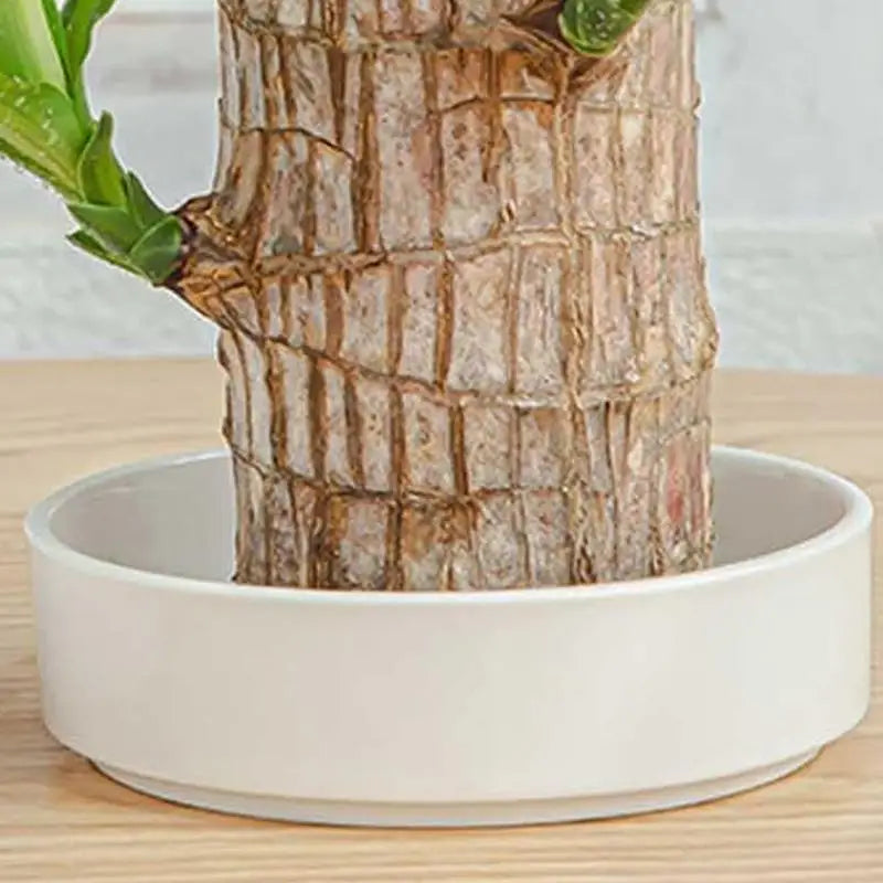 Brazilian Wood Plant Tray Decorative Small Plant Holder Saucer Indoor Tabletop Water Plant Dish For Kitchen Bathroom Living Room Oasis Select