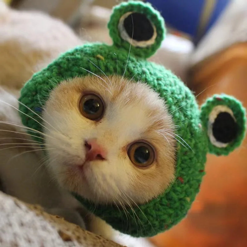 Internet Celebrity Pet Cat Lion Head Rabbit Ears Frog Bear Pet Hat Funny Headwear Oasis Select Frog S