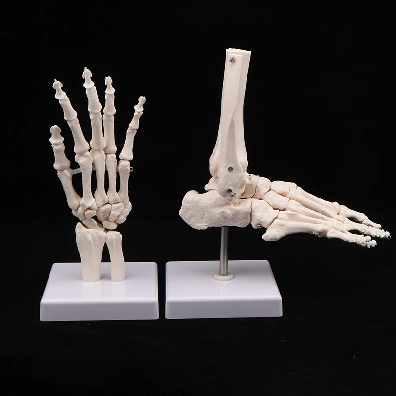 Anatomical Hand And Foot Skeleton Model Showing Ulna And Radius Portray Natural Movement Of Human Hand Foot Oasis Select