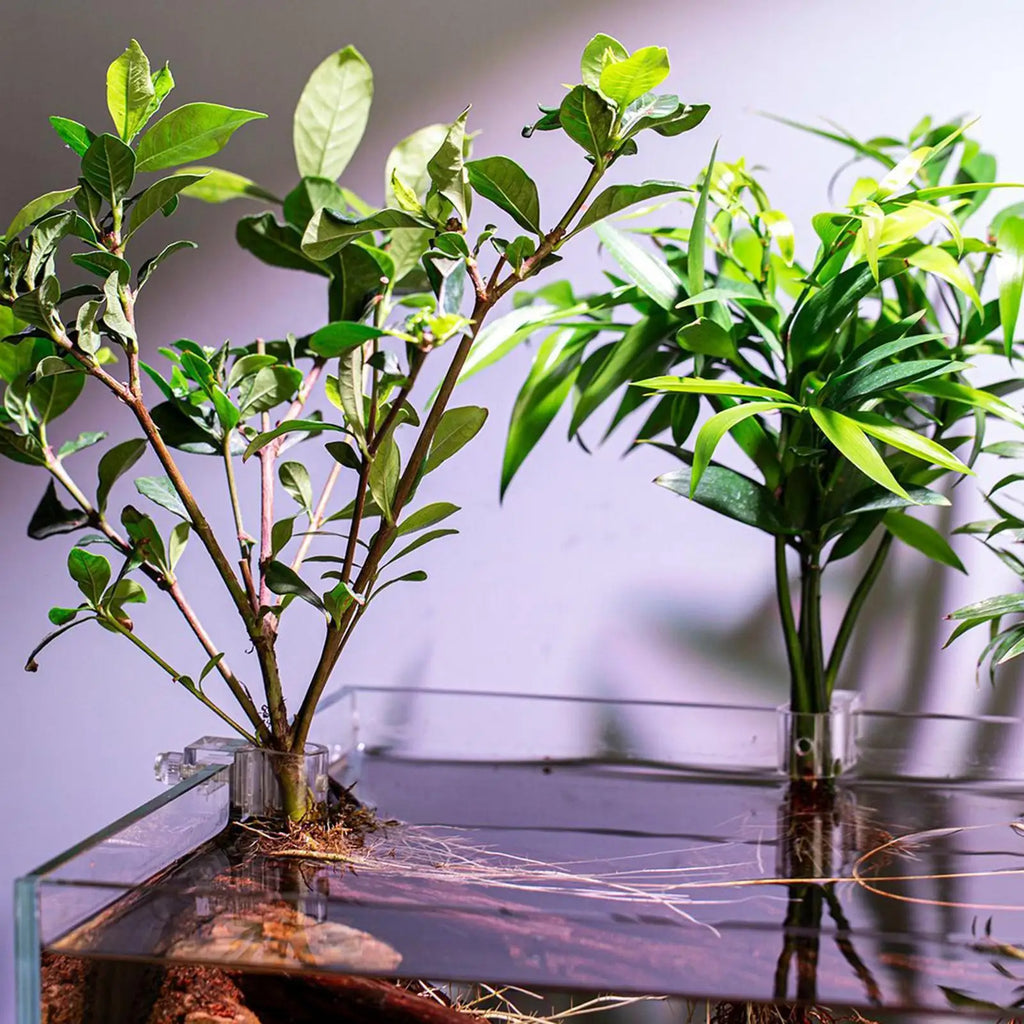 6 Pieces Clear Planting Cup Aquarium Plant Holder Hangable Aquatic Plant Holder For Fish Tank Home Grow Planting Cultivation Oasis Select