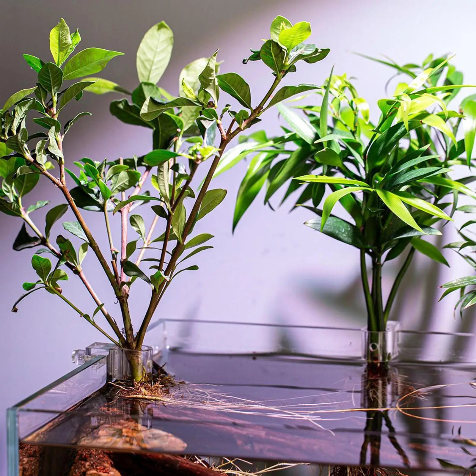 6 Pieces Clear Planting Cup Aquarium Plant Holder Hangable Aquatic Plant Holder For Fish Tank Home Grow Planting Cultivation Oasis Select