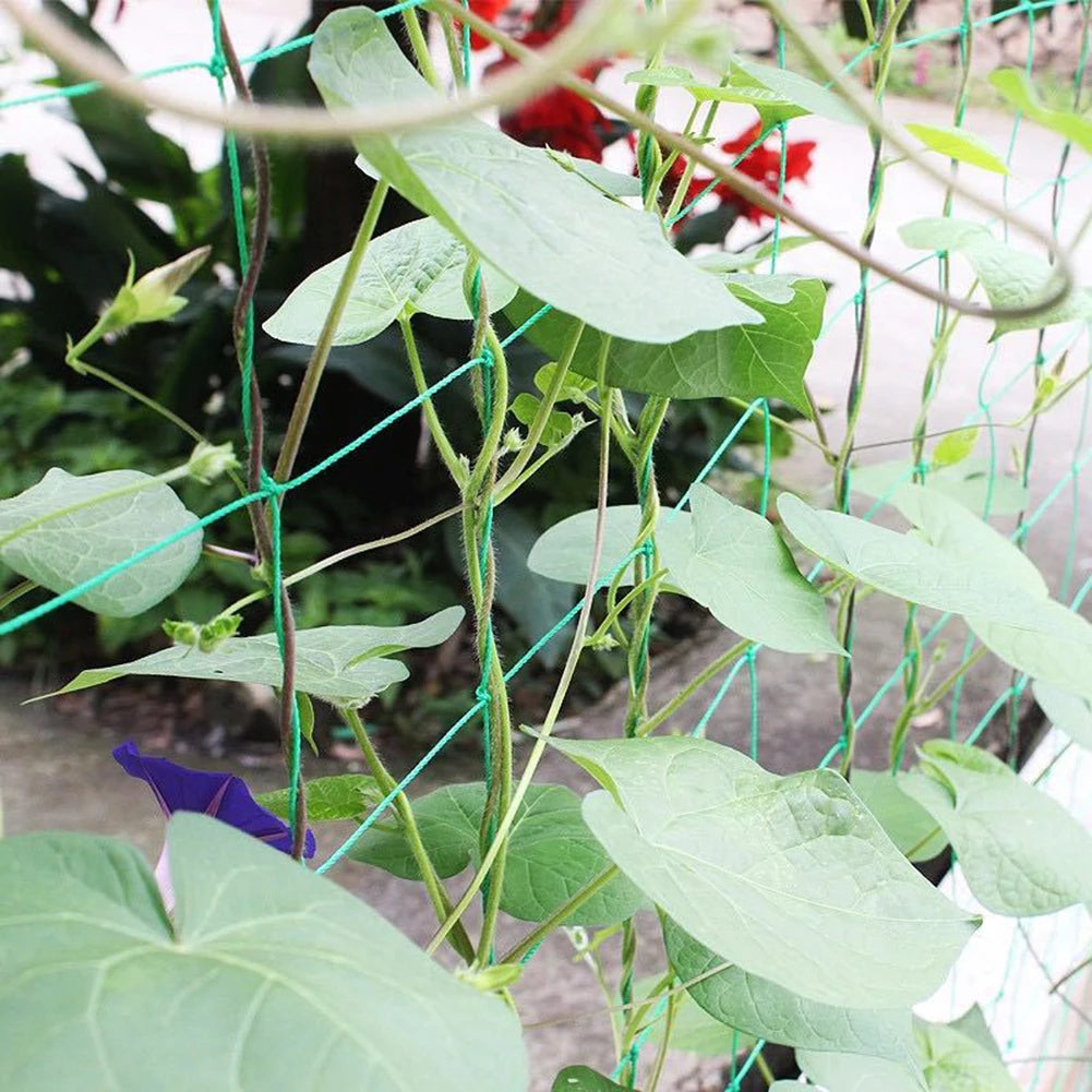 Multifunctional Climbing Rattan Net Green Gardening Lattice Net Heat-resistance Vine Climbing Rack Net for Cucumbers Watermelons Oasis Select