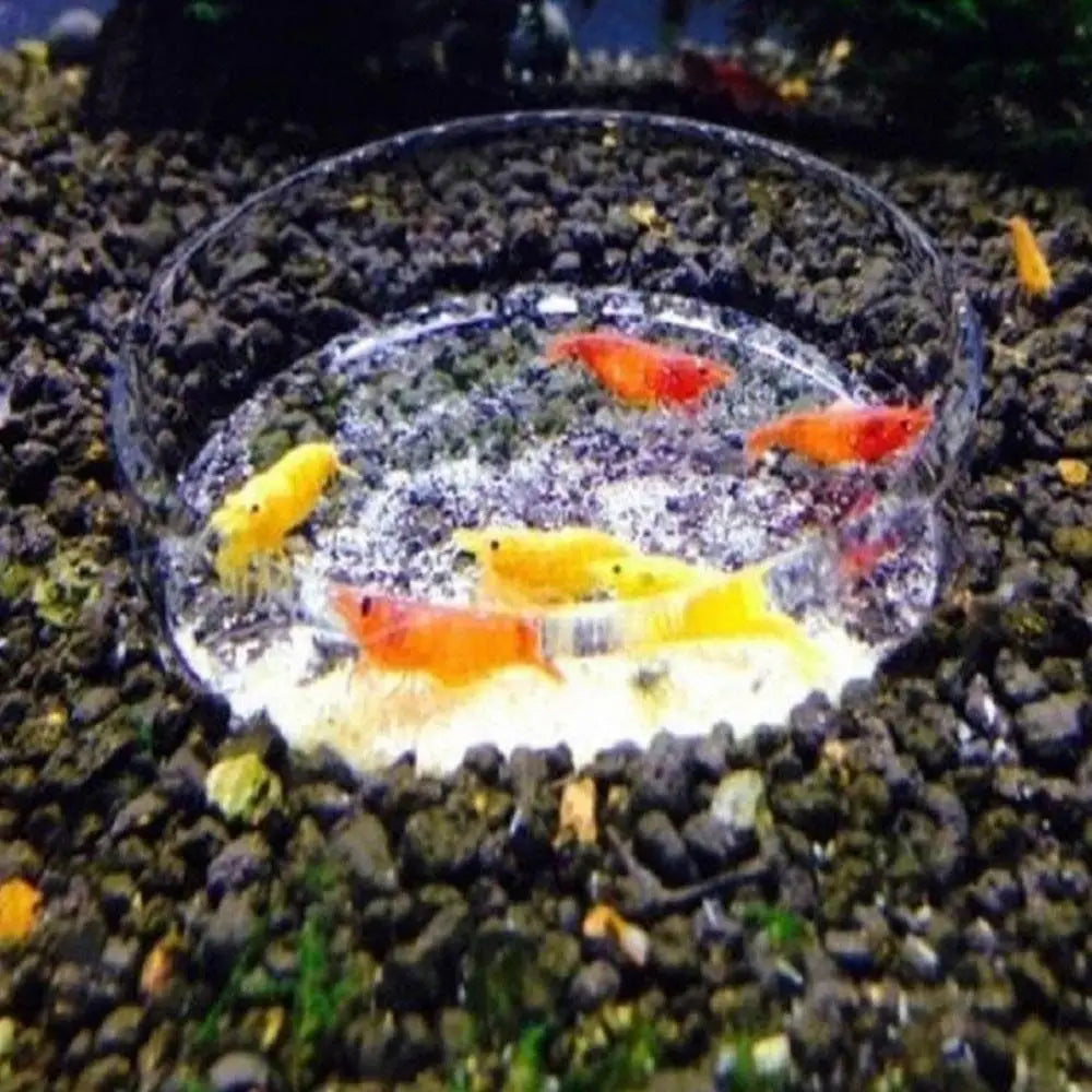 Acrylic Aquarium Feeder Transparent with Suction Cup Aerial Feeding Bowl Universal Fish Shrimp Feeding Dish Oasis Select
