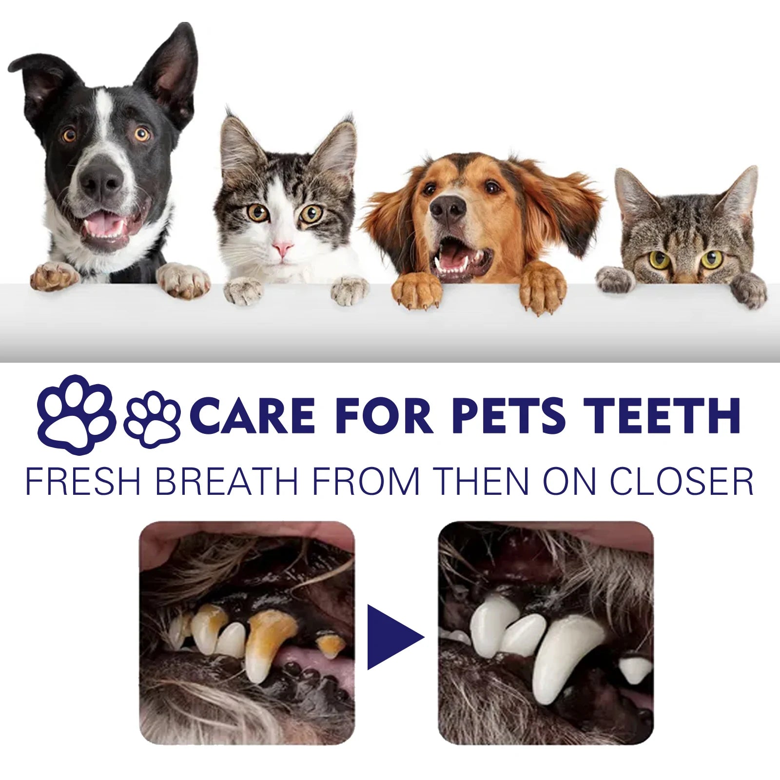 Pet Toothpaste Reduce Tartar Remove Dental Stain Eliminate Bad Breath Deodorant Whitening Dog Cat Teeth Pet Oral Care Toothpaste Oasis Select
