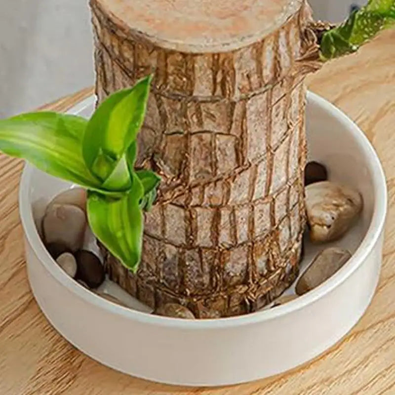 Brazilian Wood Plant Tray Decorative Small Plant Holder Saucer Indoor Tabletop Water Plant Dish For Kitchen Bathroom Living Room Oasis Select